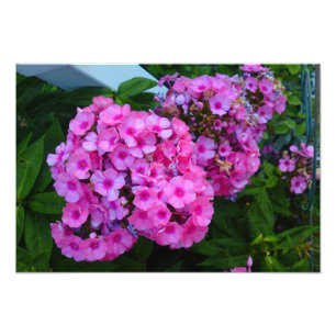 Pink Phlox Flower Photo Print