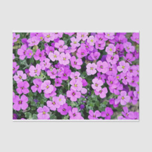 Pink Phlox Tissue Paper