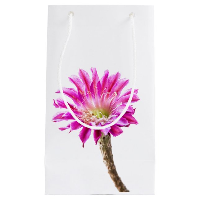 Pink Piazza cactus flower in bloom Small Gift Bag (Front)