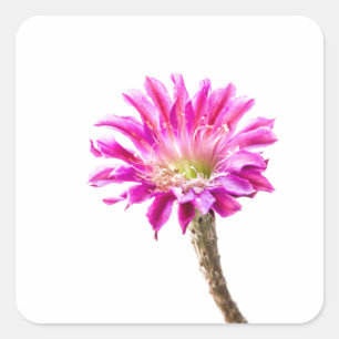 Pink Piazza cactus flower in bloom Square Sticker