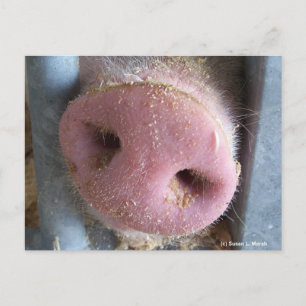 Pink Pig nose close up photograph Postcard