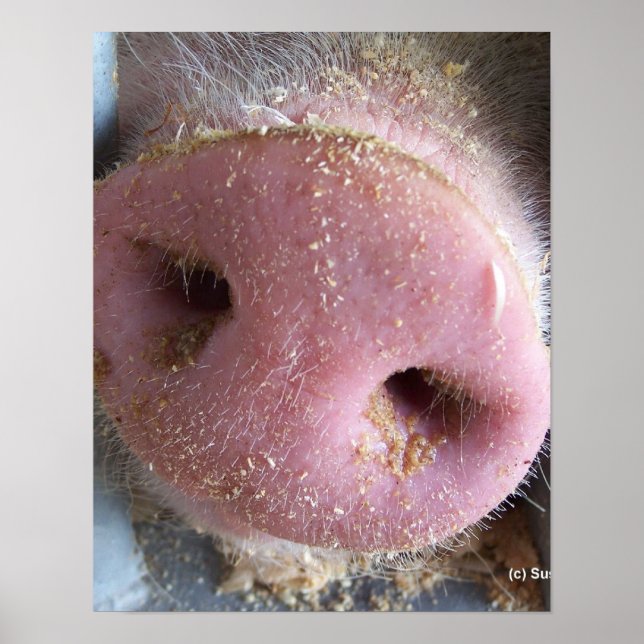Pink Pig nose close up photograph Poster (Front)