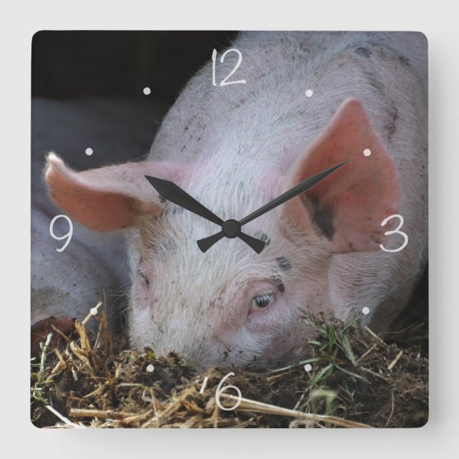 Pink pig photo square wall clock (Front)