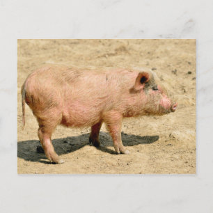 Pink piglet postcard