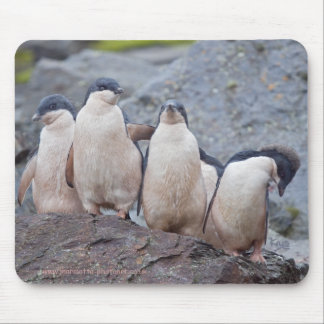 Pink Pingos Mousemat