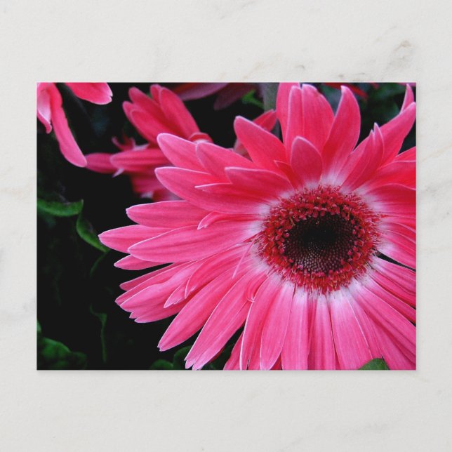Pink Pinwheel Postcard (Front)