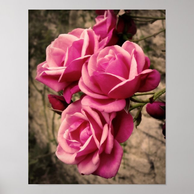 Pink Pirouette Roses Poster (Front)