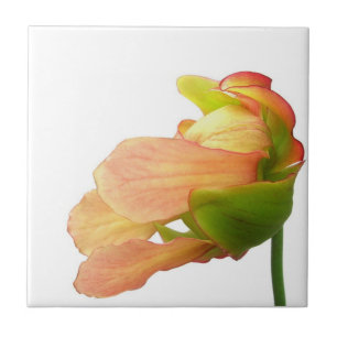 Pink Pitcher Plant Flower Tile
