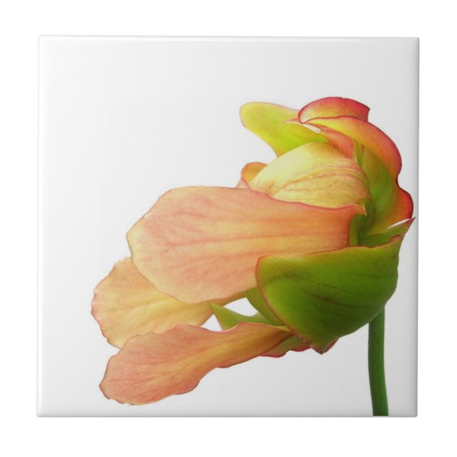 Pink Pitcher Plant Flower Tile (Front)