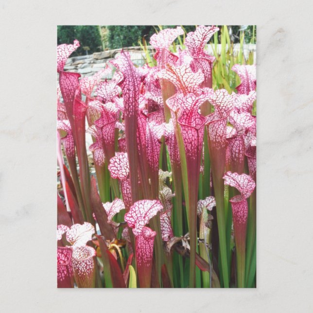 Pink Pitcher Plant ; Pink flowers Postcard (Front)