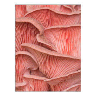 pink pleuroses photo print