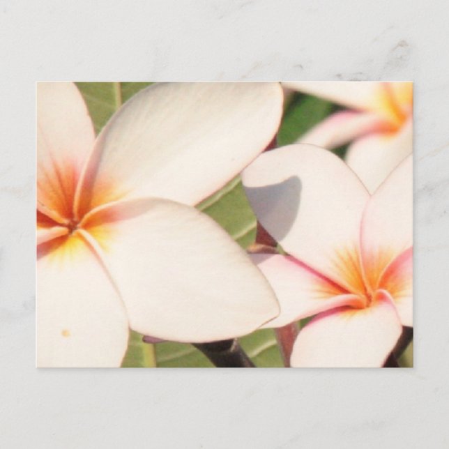 Pink Plumeria Blossoms Postcard (Front)