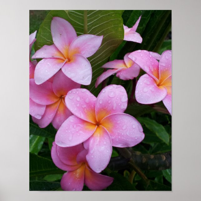 Pink Plumeria Flower Poster (Front)