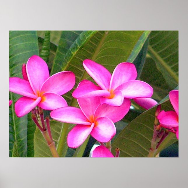 Pink Plumeria Flower Print (Front)
