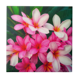 Pink Plumeria Flowers Hawaiian Nature Tile
