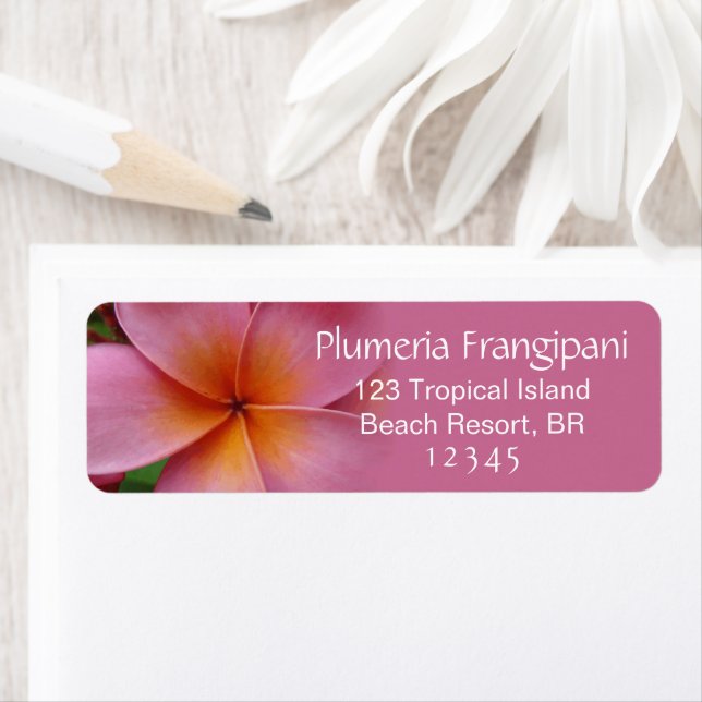 Pink Plumeria Frangipani Flower Tropical Address (Insitu)