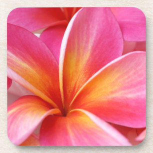 Pink Plumeria Frangipani Hawaii Flower Hawaiian Coaster