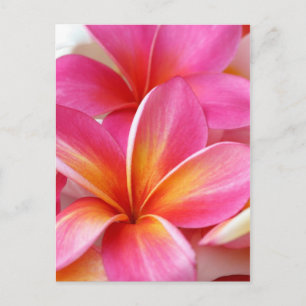 Pink Plumeria Frangipani Hawaii Flower Hawaiian Postcard