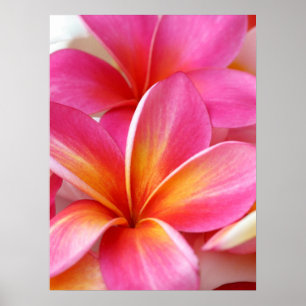 Pink Plumeria Frangipani Hawaii Flower Hawaiian Poster