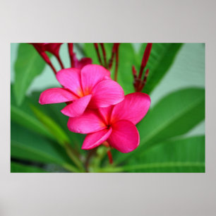 Pink Plumeria Frangipani Hawaiian Flower Poster