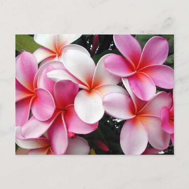Pink Plumeria Hawaiian Postcard (Front)