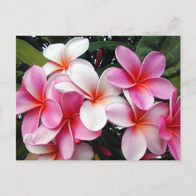 Pink Plumeria Hawaiian Postcard (Front)
