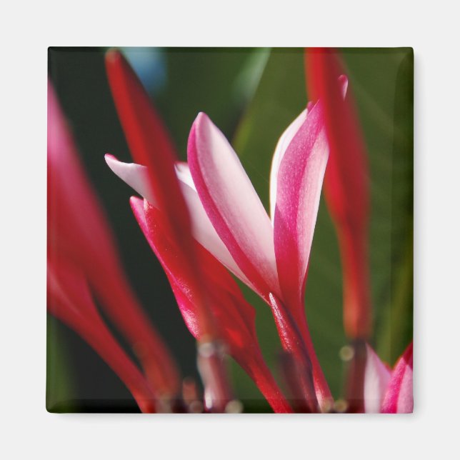 Pink Plumeria Magnet (Front)