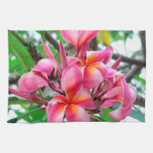 Pink Plumeria or Frangipani flower