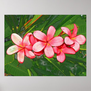 Pink plumeria poster