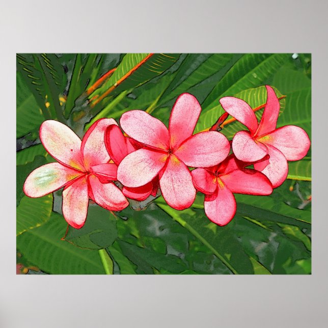 Pink plumeria poster (Front)