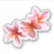 Pink Plumeria Real Floral Hawaiian Flowers