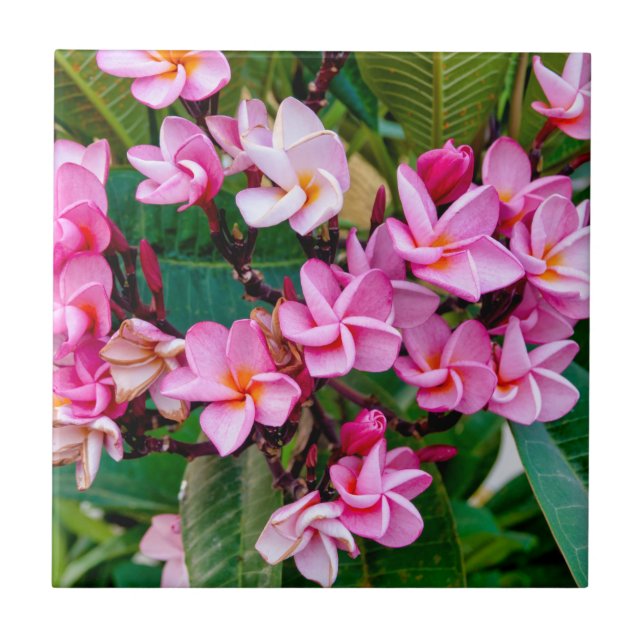 Pink Plumeria Tile (Front)
