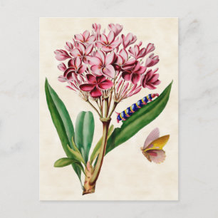 Pink Plumeria Vintage Botanical Postcard