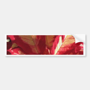 Pink Poinsettia Bumper Sticker