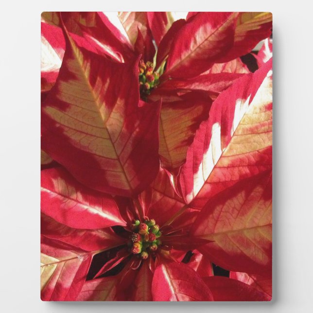 Pink Poinsettia Plaque (Front)