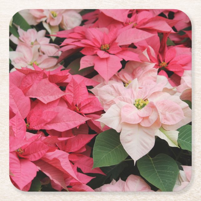 Pink Poinsettias Bouquet  Square Paper Coaster (Front)