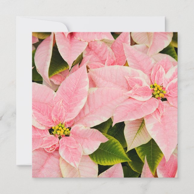 Pink Poinsettias Holiday Card (Front)