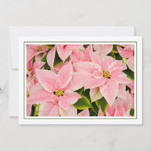 Pink Poinsettias Holiday Card