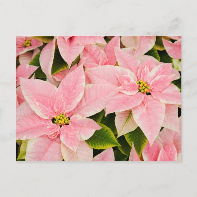 Pink Poinsettias Holiday Postcard (Front)