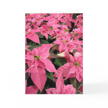 Pink Poinsietta Christmas Card