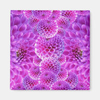 Pink PomPom Dahlia Flowers