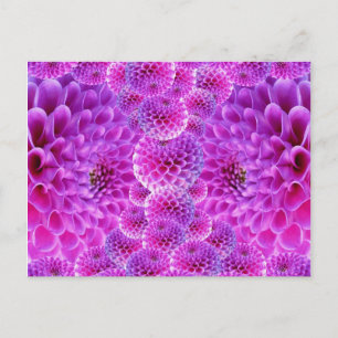 Pink PomPom Dahlia Flowers Postcard