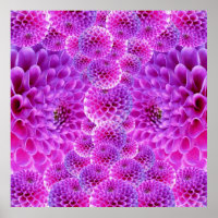 Pink PomPom Dahlia Flowers