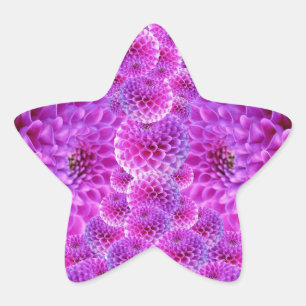 Pink PomPom Dahlia Flowers Star Sticker