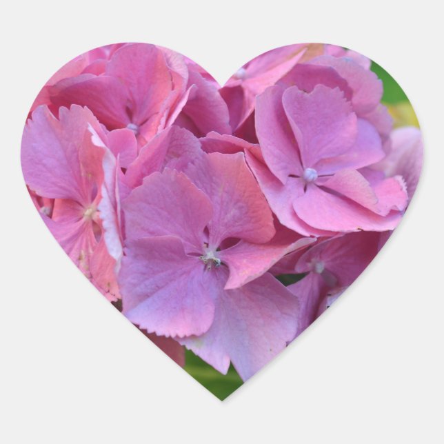 Pink Pompom Hydrangea Hortensia Flower Heart Sticker (Front)