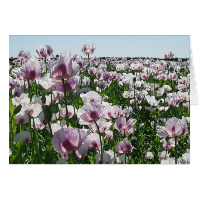 Pink Poppies (Front Horizontal)