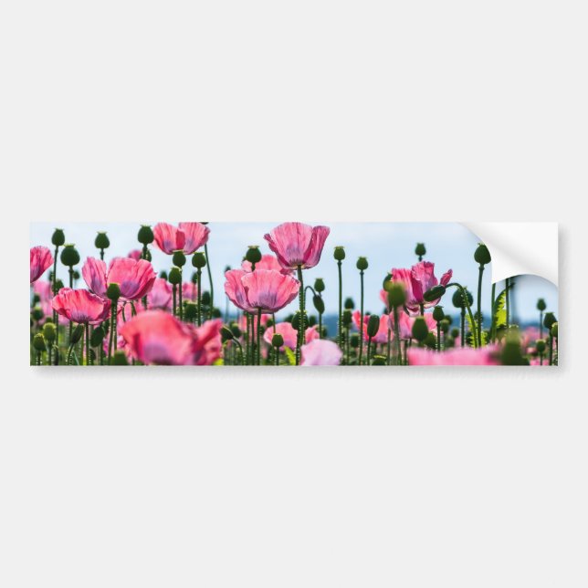 Pink Poppies Bumper Sticker (Front)