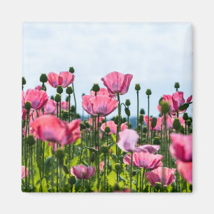 Pink Poppies Magnet