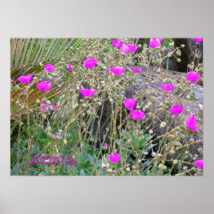 Pink Poppies Print - Select Your Frame