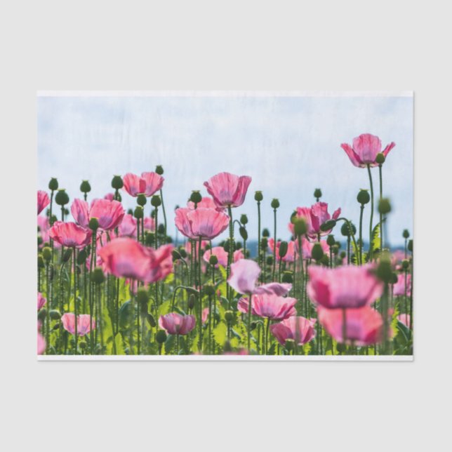 Pink Poppies Tissue Paper (Front)